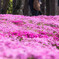 芝桜