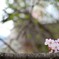 こっそり桜