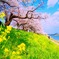 大河原の一目千本桜