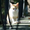 うたた寝する子猫