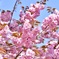 八重桜