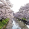 五条川の桜