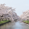 五条川の桜