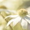 Flannel flower