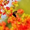 　紅－べにー