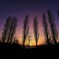 ポプラの夕景