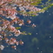 桜舞う