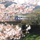 笠置駅の桜