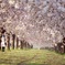 ２０１７　桜３（千曲川堤防の桜堤）