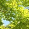 新緑が眩しい