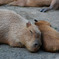 すやすや眠る母と仔