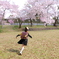 神聖な桜