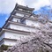 桜と城