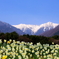 駒ケ岳の裾野に咲く水仙
