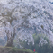 上発知の桜
