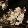 夜桜