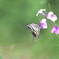 花ダイコンとアゲハ