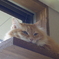猫様