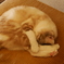 折り畳み式猫