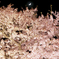 月　桜