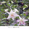 百合の花
