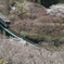 矢祭　桜花爛漫