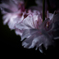sakura à la carte