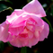 薔薇