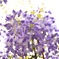 藤の花