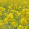 canola flower