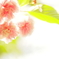 八重桜
