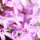 芝桜