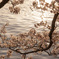 sakura2017