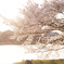 sakura2017