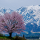 野平の一本桜