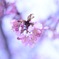 春に包まれて