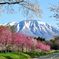 2017春　小岩井農場　桜　2