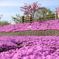 芝桜④