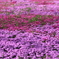 芝桜⑥