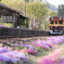上神梅駅は花盛り