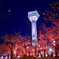 五稜郭夜桜2