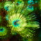 海の花2