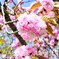 遅咲きの桜