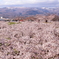 桜絨毯