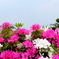 浅香山つつじ3