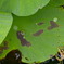 P7109545