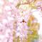 藤の花