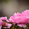 春花23