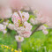 八重桜