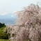 水中の枝垂れ桜